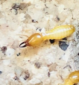 Termite Inspection
